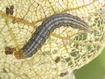  Chenille de Acrobasis consociella Hb. - Philippe Mothiron